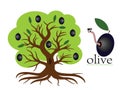 Olive tree Royalty Free Stock Photo