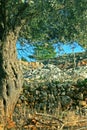 Olive Tree. Royalty Free Stock Photo