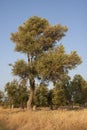 Olive tree