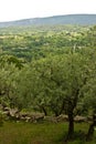 Olive Tree Royalty Free Stock Photo