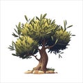 Olive tree vector illustration isolated on white background. Olive tree silhouette. Royalty Free Stock Photo