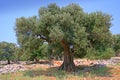 Olive tree Royalty Free Stock Photo