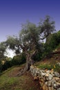 Olive tree Royalty Free Stock Photo