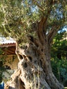 Olive tree, Aegean Sea coast of Turkey Royalty Free Stock Photo