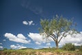 Olive tree against a blue and cloudy sky in the countryside. Nature and agriculture concept with empty copy space