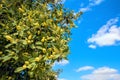 Olive tree against blue sky background