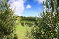 Olive tree along a vineyard