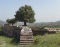 Olive tree on an ancient archeological site in Greece Royalty Free Stock Photo