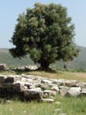 Olive tree on an ancient archeological site in Greece Royalty Free Stock Photo