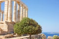 Olive tree and the ancient Greek temple of Poseidon at Cape Sounion Royalty Free Stock Photo