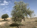Olive tree in the ancient Jewish settlement of Susia