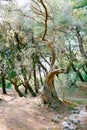 An olive tree with an ancient olive grove among the stones. Royalty Free Stock Photo