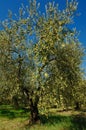 An olive tree of the Ascolana variety in central Italy used for the typical production of fried Ascoli olive