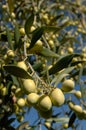 An olive tree of the Ascolana variety in central Italy used for the typical production of fried Ascoli olive