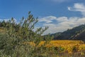 Olive tree with background autumn colored vineyards, Priorat, Tarragona, Catalonia Royalty Free Stock Photo