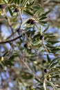 Olive tree background. Ripe black olives hanging from a tree branch, closeup view Royalty Free Stock Photo