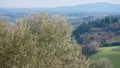 Olive tree at the background of Tuscany landscape Royalty Free Stock Photo