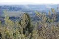 Olive tree at the background of Tuscany landscape Royalty Free Stock Photo