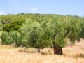 Olive Tree Royalty Free Stock Photo