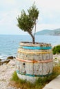 Olive tree in a barrel Royalty Free Stock Photo