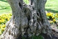 Double trunk of olive tree Royalty Free Stock Photo