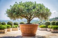 Olive tree in a big pot Royalty Free Stock Photo