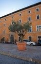 Olive tree in a big pot in a cobbled street in Rome Royalty Free Stock Photo