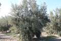 Olive Tree Royalty Free Stock Photo