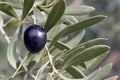 Olive in Tree - Black