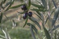 Olive tree black fruits and green foliage Royalty Free Stock Photo