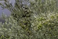 Olive tree black green olives Royalty Free Stock Photo