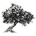 olive tree - black and white drawing illustration Royalty Free Stock Photo
