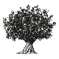 olive tree - black and white drawing illustration Royalty Free Stock Photo