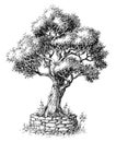 Olive tree drawing