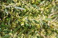 Olive tree in bloom Royalty Free Stock Photo