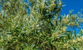 Olive tree in bloom. Branch of olive tree full of flowers, Spain Royalty Free Stock Photo