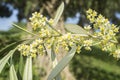 Olive tree in bloom.Closeup Royalty Free Stock Photo