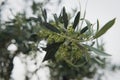 Olive tree in bloom. Branch of olives with bokeh. Royalty Free Stock Photo