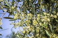 Olive tree in bloom during spring Royalty Free Stock Photo