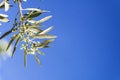 Olive tree in bloom during spring Royalty Free Stock Photo