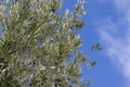 Olive tree with Blue sky Royalty Free Stock Photo