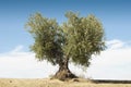 Olive tree on blue sky Royalty Free Stock Photo