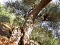 Olive tree Royalty Free Stock Photo