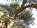 Olive tree Royalty Free Stock Photo