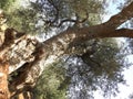 Olive tree Royalty Free Stock Photo