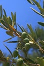 Olive tree branch Royalty Free Stock Photo