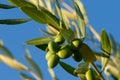 Olive tree branch Royalty Free Stock Photo