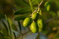 Olive tree branch Royalty Free Stock Photo