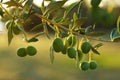 Olive tree branch Royalty Free Stock Photo