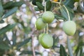Olive tree branch Royalty Free Stock Photo
